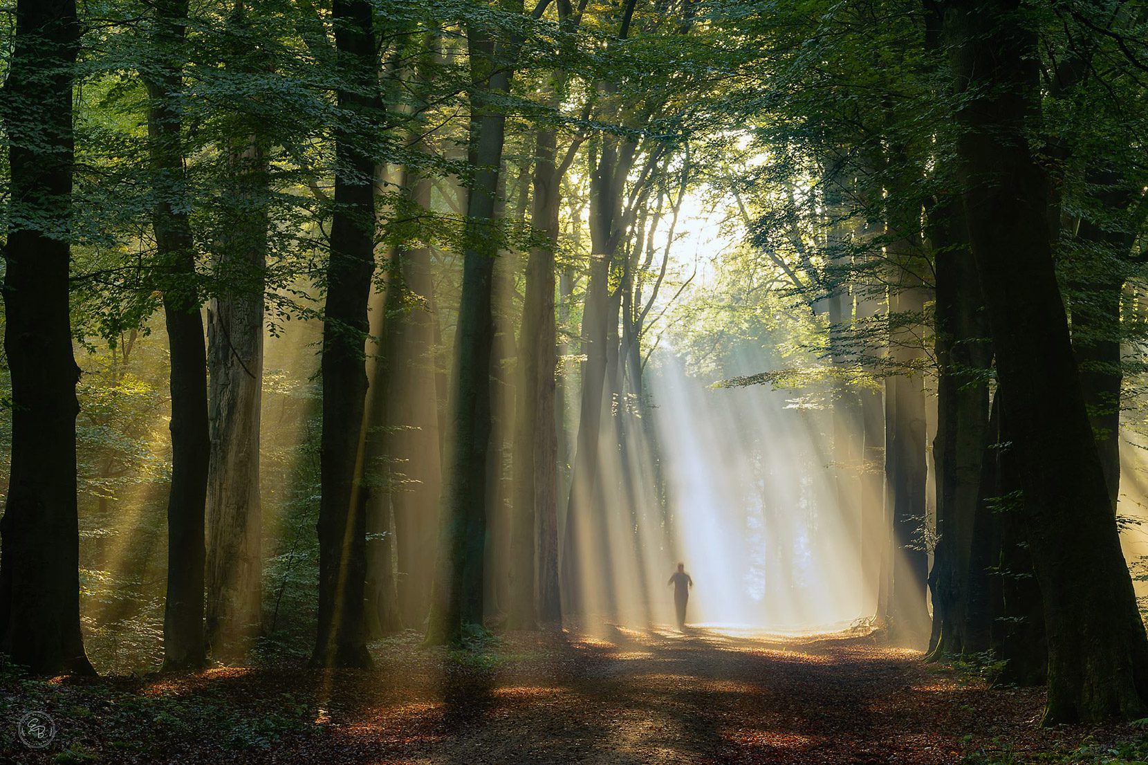 Sun-light-streaming-through-the-forest-along-the-path-in-Holland-photo-by-Ellen-Borggreve