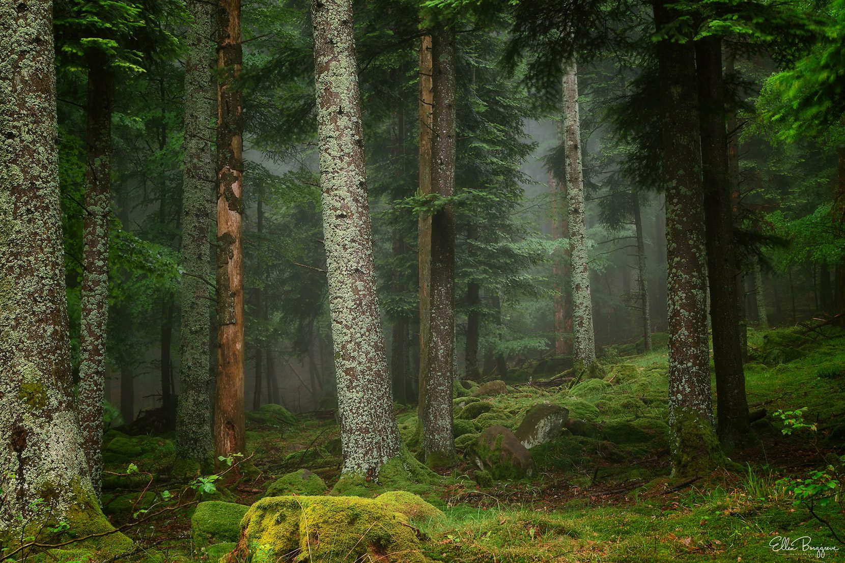 Deep-forest-and-fog-in-Holland-photo-by-Ellen-Borggreve