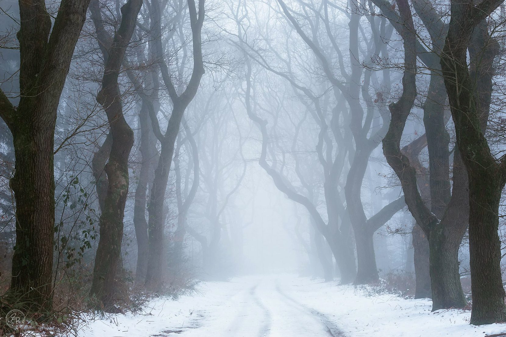 Snow-and-fog-in-the-winter-forest-in-Holland-photo-by-Ellen-Borggreve