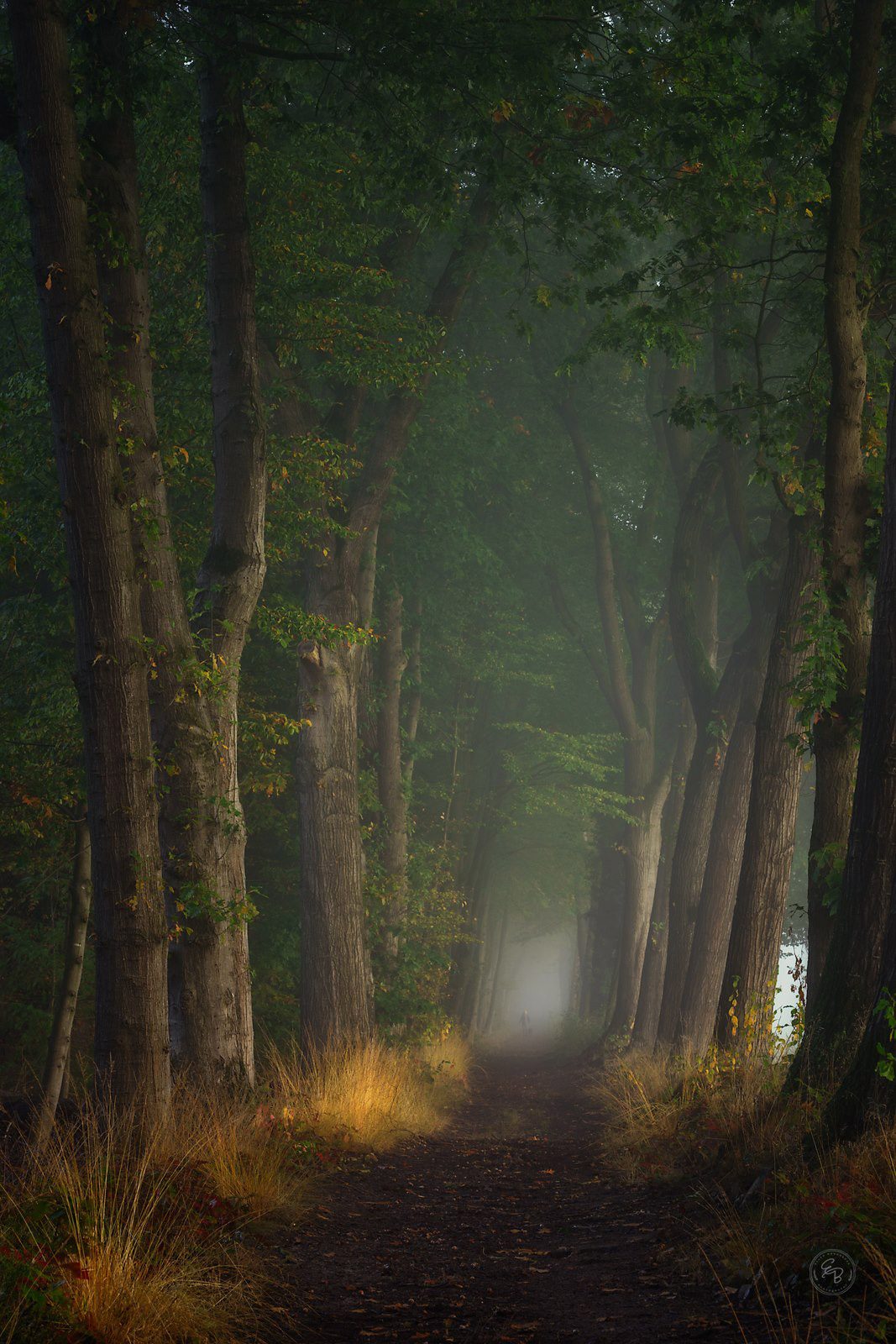Pathway-in-the-foggy-forest-in-Holland-photo-by-Ellen-Borggreve