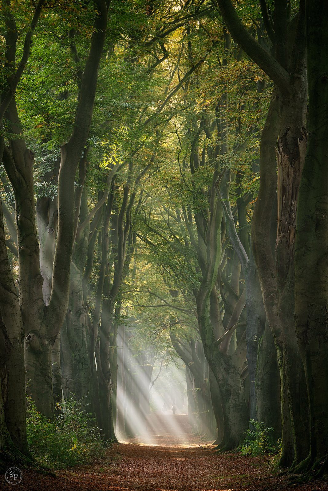 Sun-light-streaming-through-the-forest-along-the-path-in-Holland-photo-by-Ellen-Borggreve