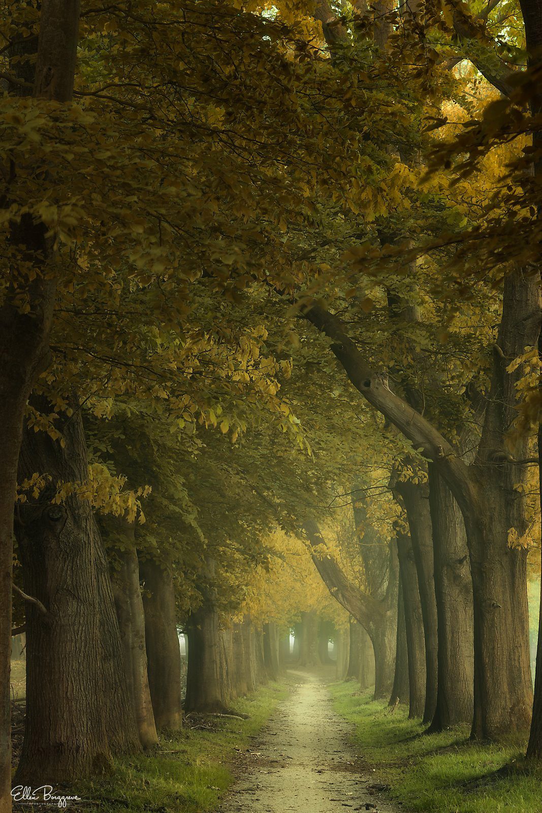Pathway-in-the-foggy-forest-in-Holland-photo-by-Ellen-Borggreve