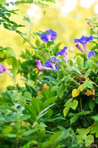 The-Napa-garden-in-August-California