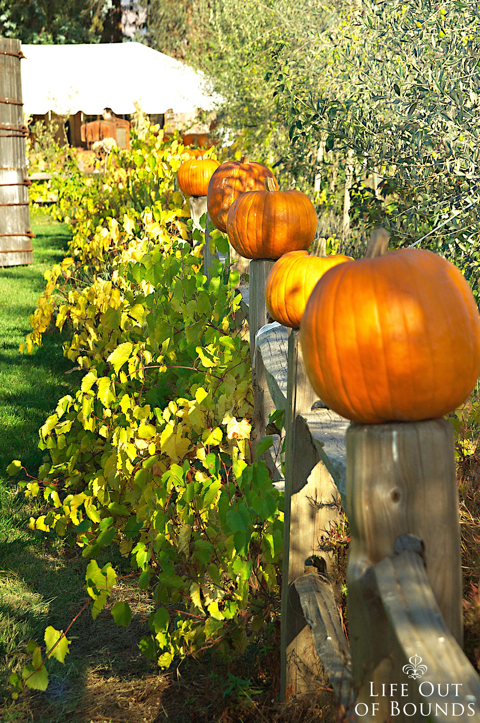 Pumpkins-on-a-fence-at-a-pumpkin-patch-in-Napa-California