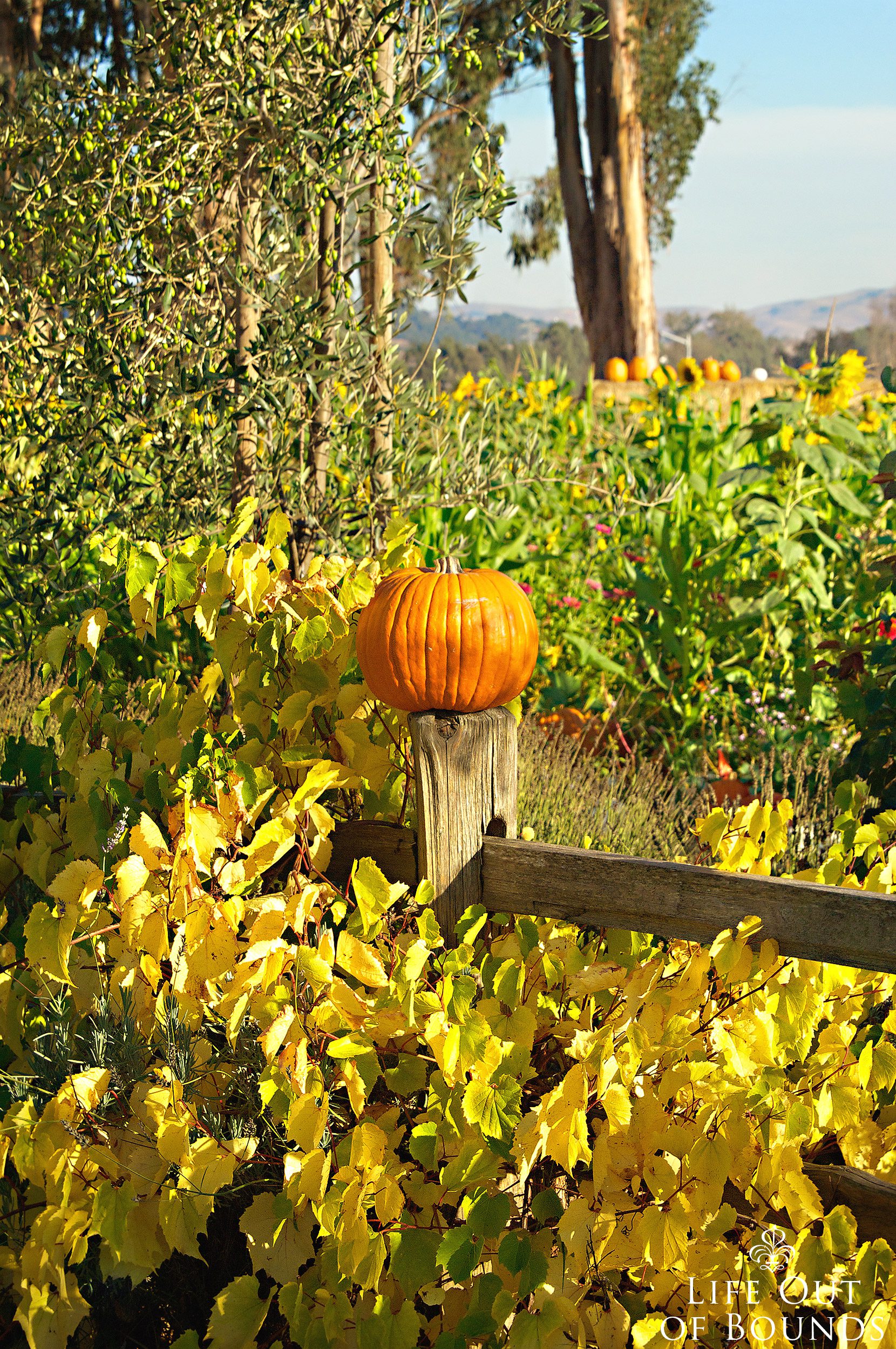 Pumpkin-at-a-pumpkin-patch-in-Napa-California