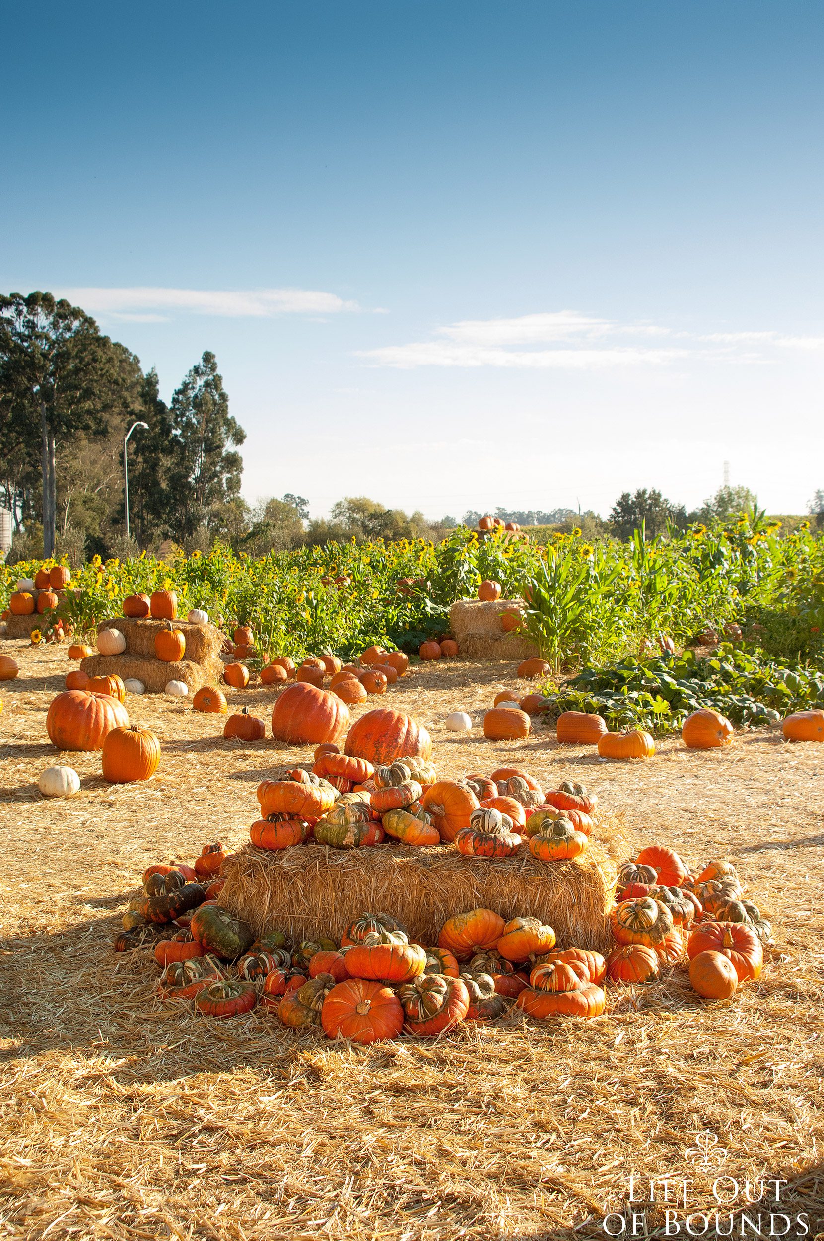 Beautiful-pumpkin-patch-in-Napa-California