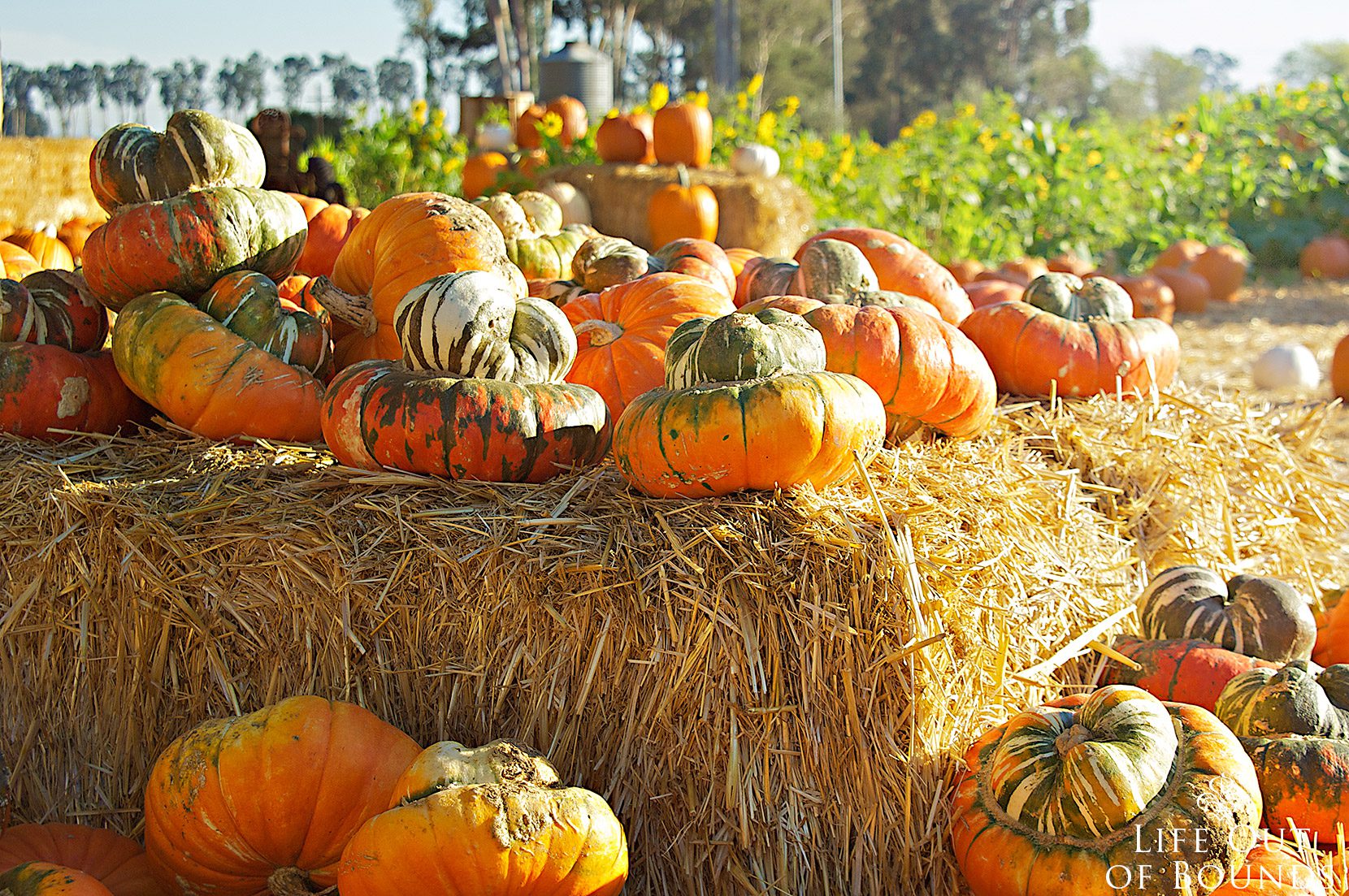 Beautiful-pumpkin-patch-in-Napa-California
