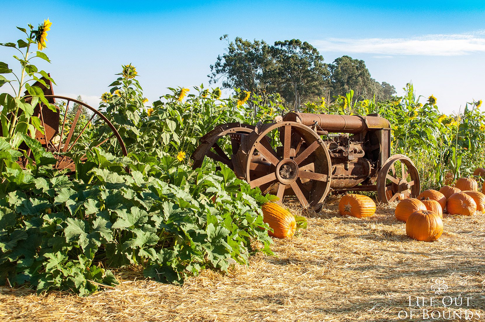 Vintage-tractor-at-a-pumpkin-patch-in-Napa-California