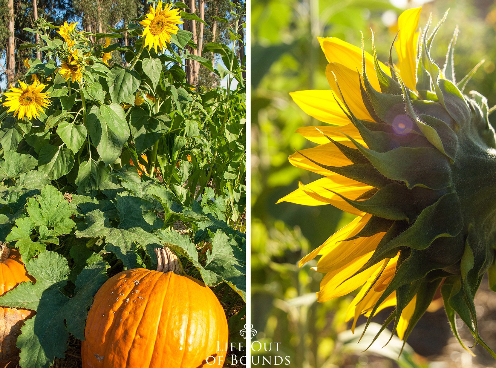 Pumpkins-and-sunflowers-at-a-pumpkin-patch-in-Napa-California