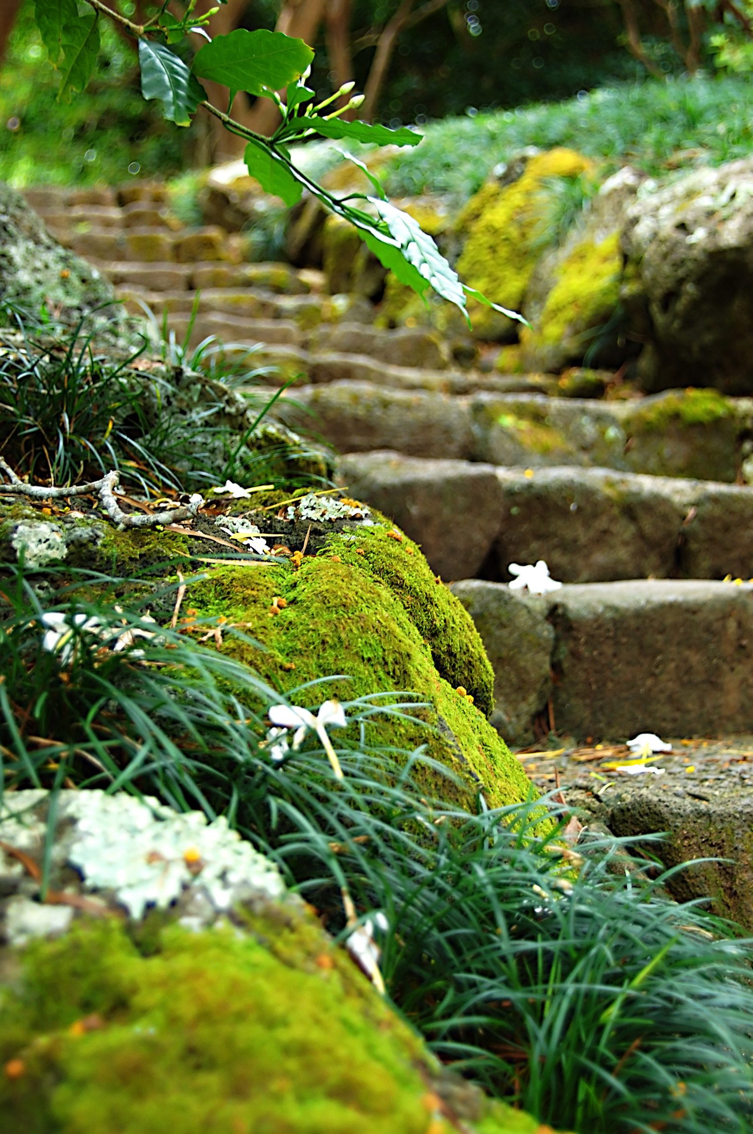 Moss-and-grasses-along-the-steps-in-the-garden-at-Byodo-in-Temple-Kaneohe-Oahu-Hawaii-photography-by-Monica-Schwartz