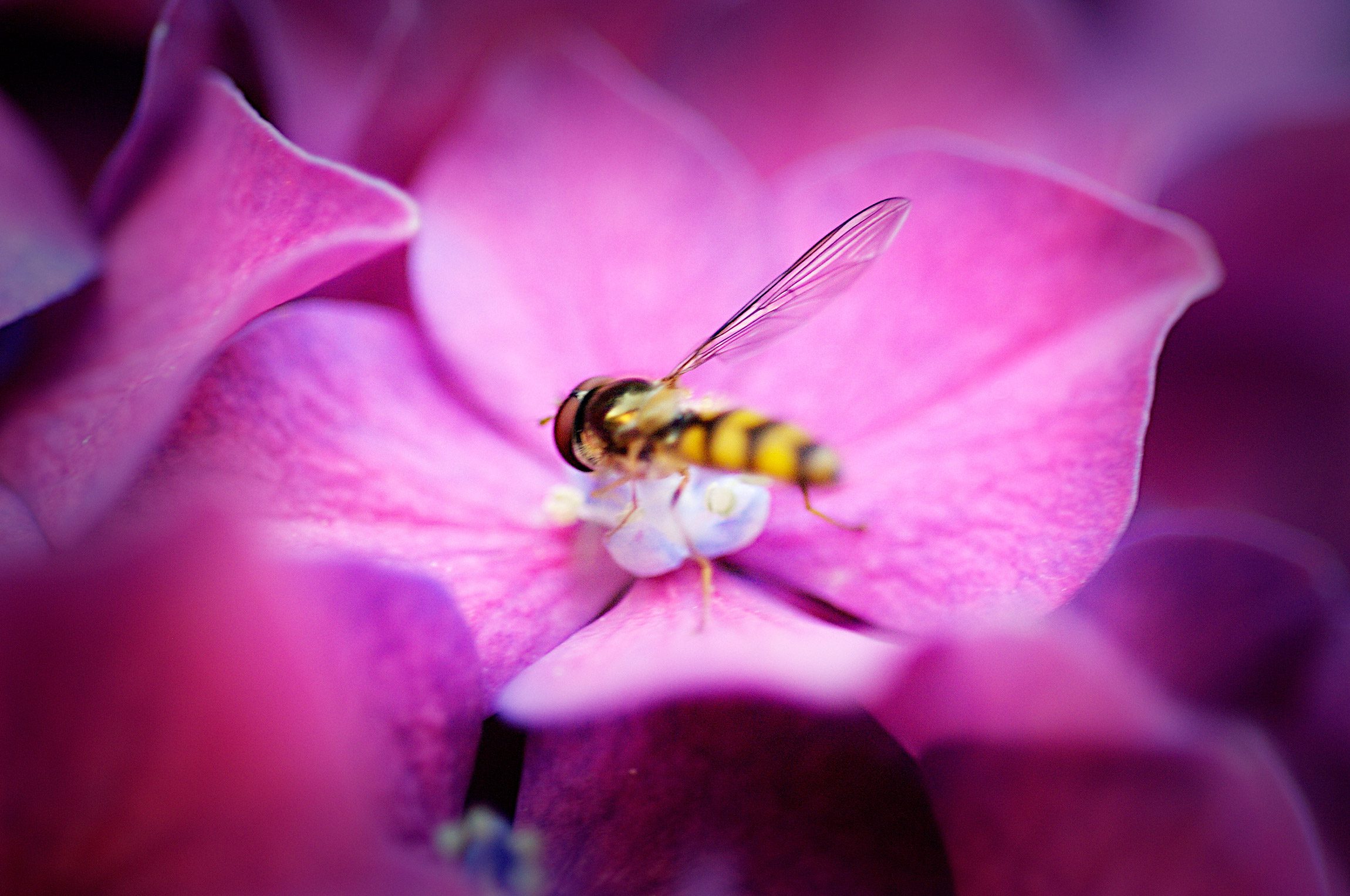 Bee-on-pink-hydrangea-macro-detail-photography-by-Monica-Schwartz