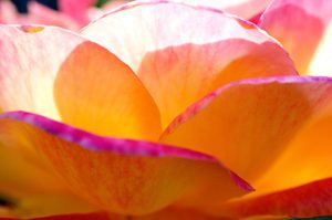 Tea-rose-petal-detail-through-the-sunset-light-photography-by-Monica-Schwartz