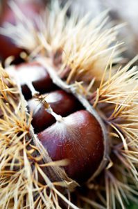 Chestnuts-in-their-pods-photography-by-Monica-Schwartz