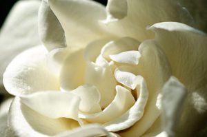 White-gardenia-center-photography-by-Monica-Schwartz