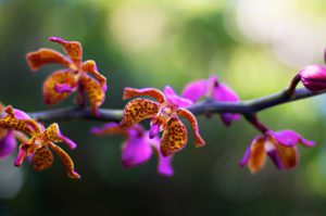 Pink-orchids-in-botanical-garden-Honolulu-photography-by-Monica-Schwartz