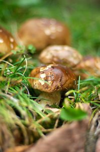 Porcini-mushrooms-in-grasses-photography-by-Monica-Schwartz