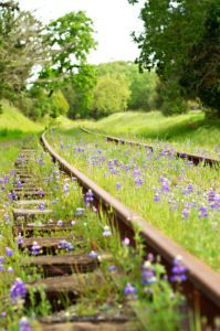 California-Lupines-wildflowers-along-the-abandoned-railroad-tracks-San-Rafael-California-photography-by-Monica-Schwartz