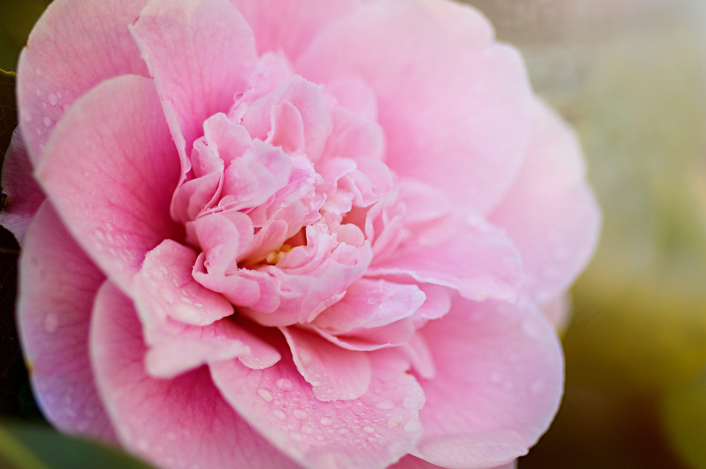 Double-pink-camelia-with-raindrops-photography-by-Monica-Schwartz