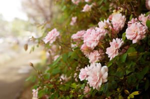 Pink-rose-bushes-in-spring-Marin-County-California-photography-by-Monica-Schwartz
