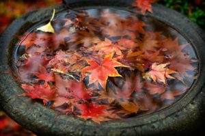 Maple-leaves-in-birdbath-on-a-rainy-fall-day-Marin-County-California