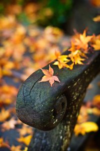 Maple-leaves-on-a-rainy-fall-day-Marin-County-California-photography-by-Monica-Schwartz