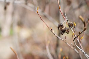 Seed-pods-on-a-bush-in-late-winter-California-photography-by-Monica-Schwartz