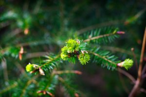 Fir-tips-in-the-forest-photography-by-Monica-Schwartz
