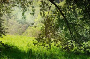 Late-spring-morning-at-Sugar-Loaf-Ridge-State-Park-in-Kenwood-Sonoma-County-California-photography-by-Monica-Schwartz