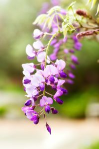 Wisteria-blossom-in-early-spring-photography-by-Monica-Schwartz