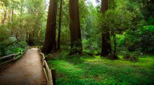 The-majestic-redwoods-of-Muir-Woods-National-Monument-Mill-Valley-California-photography-by-Monica-Schwartz