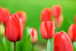 Red-Tulips-and-green-grass-photography-by-Monica-Schwartz