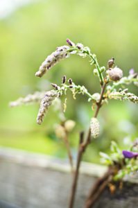 Wisteria-buds-in-early-spring-photography-by-Monica-Schwartz