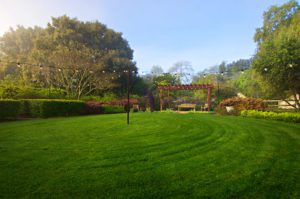 Early-spring-morning-in-the-garden-with-mist-Napa-California-photography-by-Monica-Schwartz