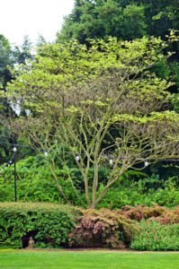 Early-spring-in-the-garden-Napa-California-photography-by-Monica-Schwartz
