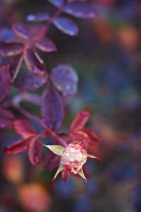 Rose-bud-in-winter-photography-by-Monica-Schwartz