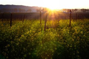 Sunrise-on-the-vinyard-with-wild-mustard-Napa-Valley-California-photography-by-Monica-Schwartz