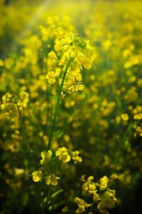 Wild-mustard-among-the-vineyard-at-sunrise-Napa-Valley-California-photography-by-Monica-Schwartz
