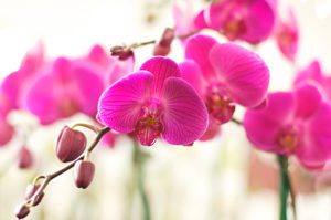 Hot-pink-orchids-photography-by-Monica-Schwartz