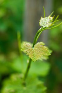 Budding-grape-vine-in-Napa-Valley-in-spring-photography-by-Monica-Schwartz
