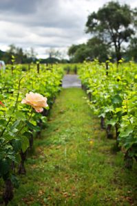 Roses-and-vineyard-at-Robert-Mondavi-Winery-in-Oakville-Napa-Valley-California-photography-by-Monica-Schwartz