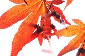 Japanese-Maple-leaves-and-pods-thorugh-the-light-photography-by-Monica-Schwartz