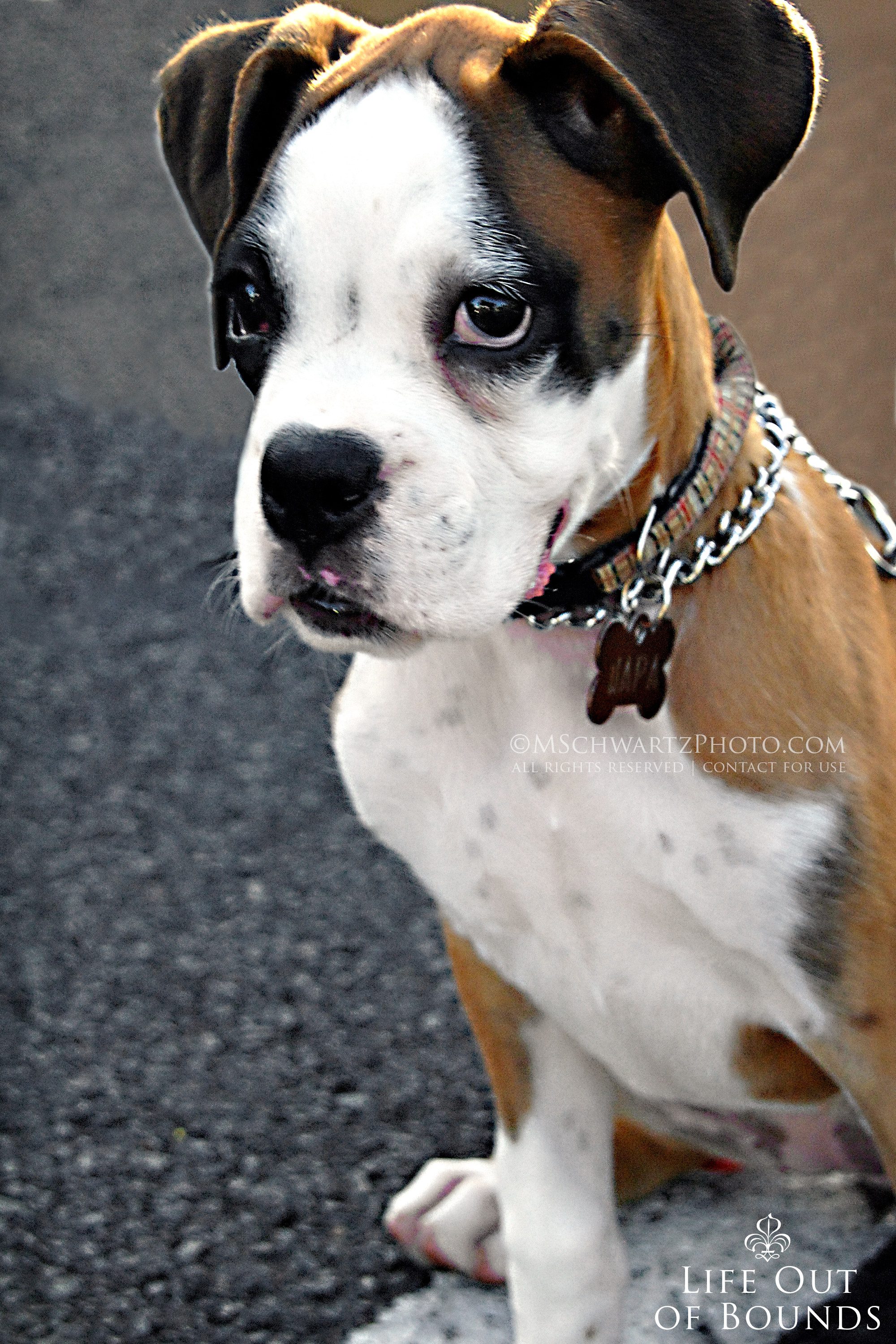 Adorable-Boxer-puppy-in-Honolulu-Hawaii