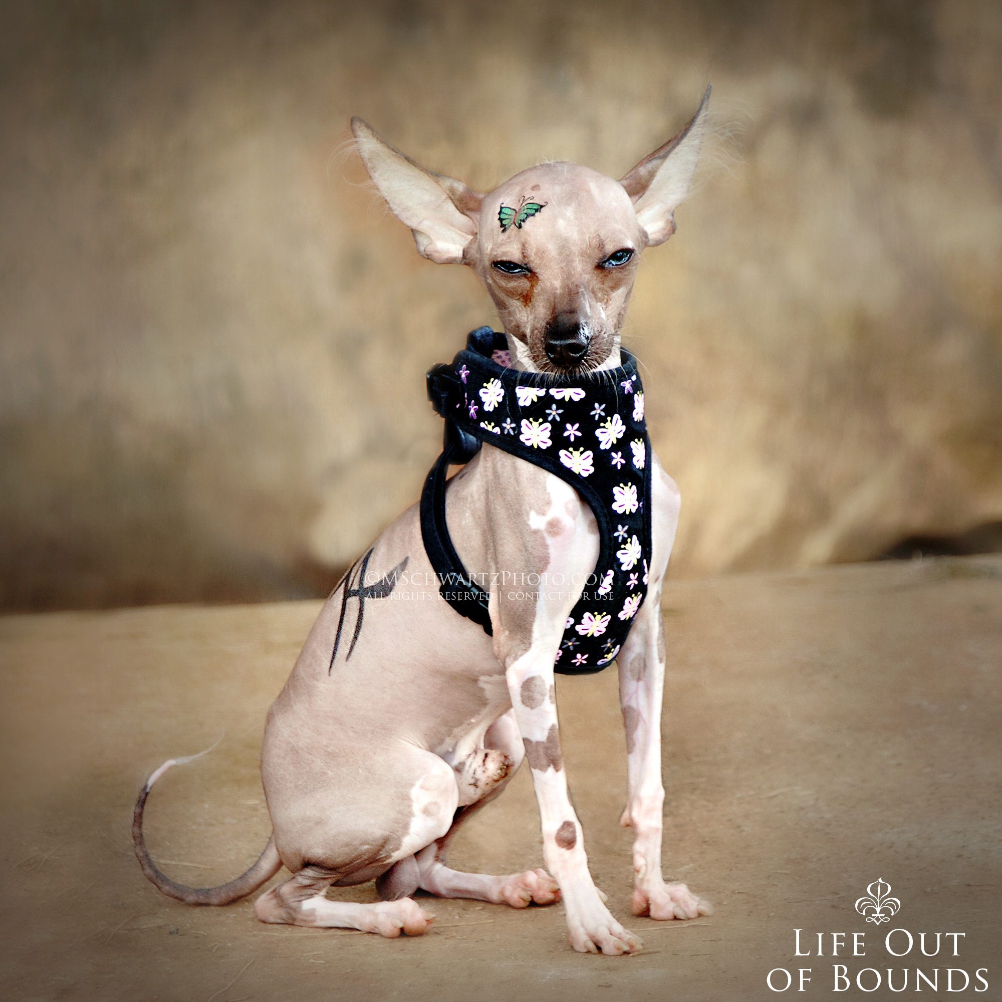 Chinese-Crested-or-Mexican-Hairless-Dog-in-Honolulu-Hawaii