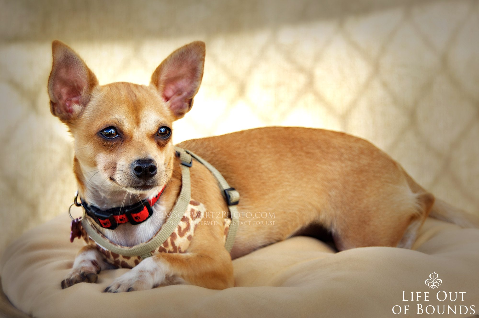 Chihuahua-mix-dog-in-Honolulu-Hawaii