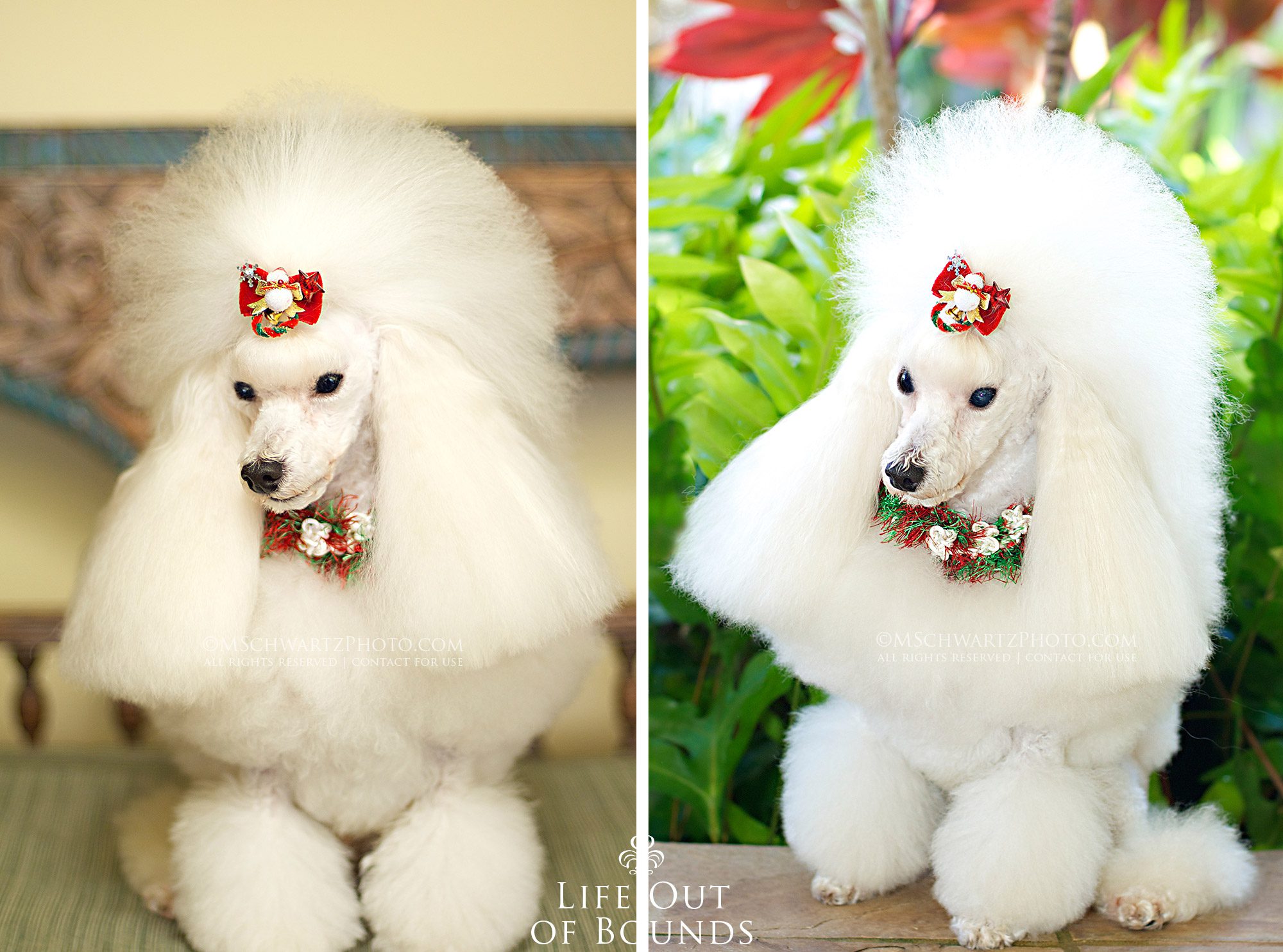 Nice-a-competition-white-Poodle-in-Honolulu-Hawaii