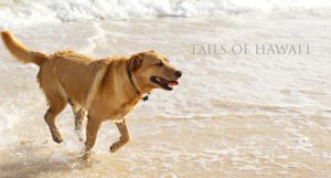 Bear-a-sweet-Golden-Labrador-mix-dog-enjoying-the-beach-in-Kailua-Oahu-Hawaii