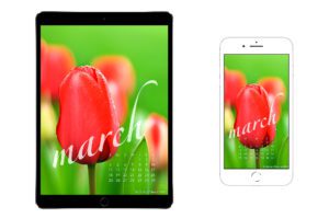 Red-Tulips-March-2018-free-calendar-wallpaper-for-smartphone-and-tablet