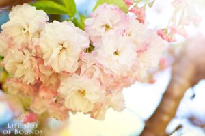 Double-cherry-blossom-tree