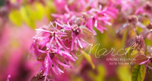 Loropetalum-Chinensis-macro-Napa-Valley-garden-California