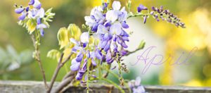 Blooming-wisteria-in-Napa-California